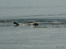 Phoque - Ile d'Arran